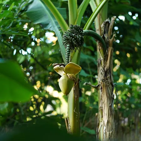 Maui فندق سبانجا